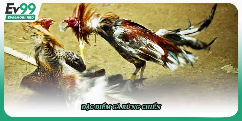 Đặc điểm gà rừng chiến