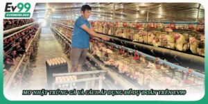 Mơ nhặt trứng gà