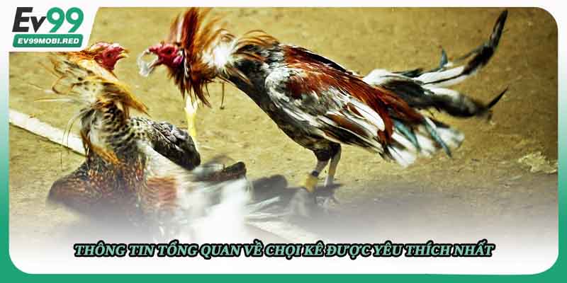 Thông tin tổng quan về chọi kê được yêu thích nhất